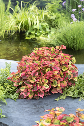 Bonte Houttuynia / Houttuynia cordata 'Chameleon'