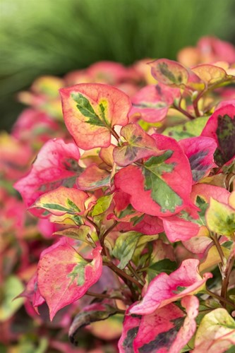 Bonte Houttuynia / Houttuynia cordata 'Chameleon'-2