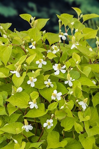 Houttuynia / Houttuynia Cordata-2