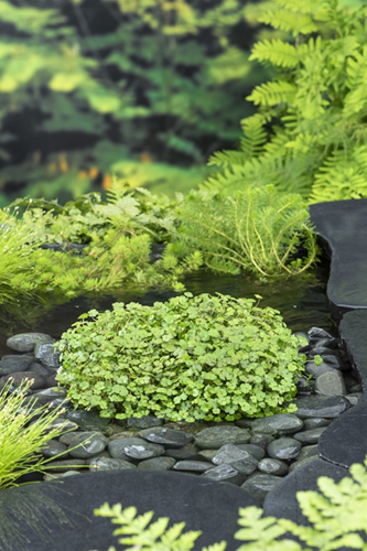 Waternavel / Hydrocotyle novae-zelandiae 