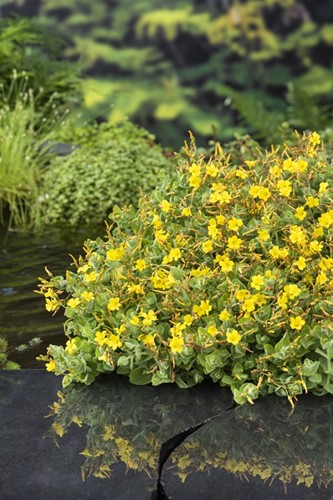 Moerashertshooi / Hypericum elodes