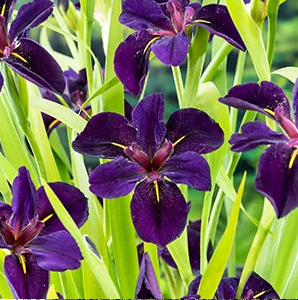 Amerikaanse lis / Iris versicolor