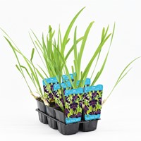 Amerikaanse lis / Iris versicolor-2