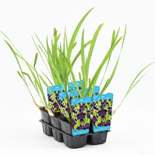 Amerikaanse lis / Iris versicolor-2
