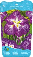 Japanese Iris / Iris Ensata Dinner plate Jell-O