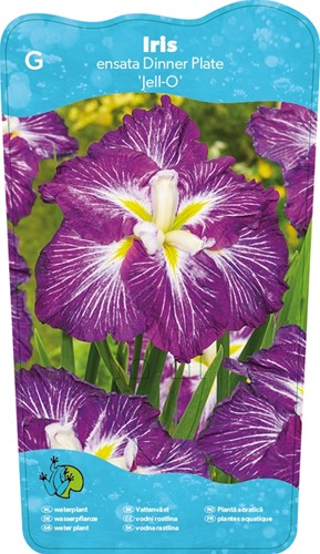 Japanese Iris / Iris Ensata Dinner plate Jell-O