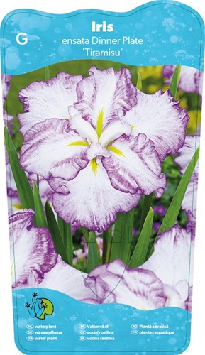 Japanese Iris / Iris Ensata Dinner plate Tiramisu