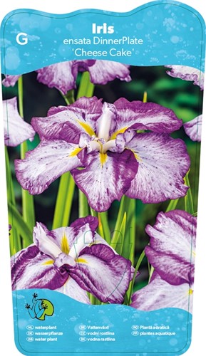 Japanese Iris / Iris Ensata Dinner plate Cheese Cake