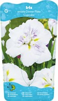 Japanese Iris / Iris Ensata Dinner plate Cupcake