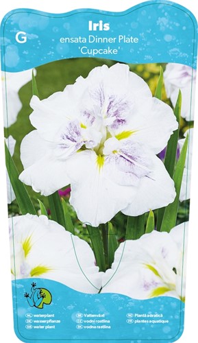 Japanese Iris / Iris Ensata Dinner plate Cupcake