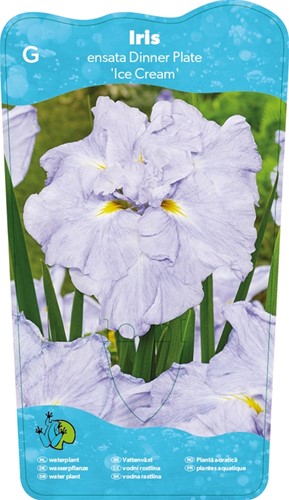 Japanese Iris / Iris Ensata Dinner plate Ice Cream
