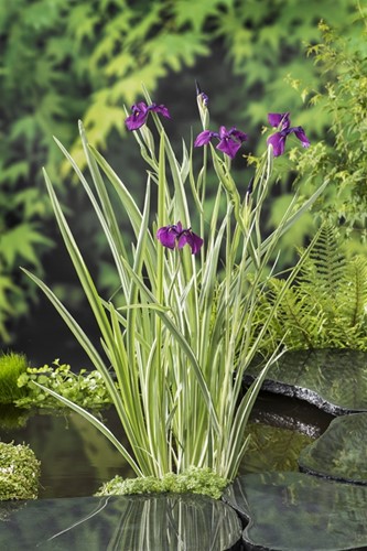 Water Iris / Iris kaempferi 'Variegata'