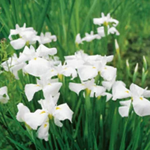 Japanse Iris / Iris kaempferi White