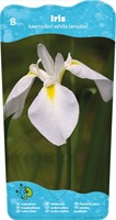 Japanse Iris / Iris kaempferi White-2