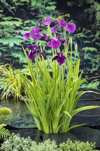 Japanse Lis / Iris Kaempferi