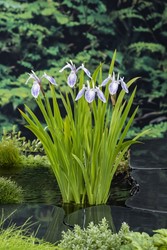 Amerikaanse lis / Iris versicolor