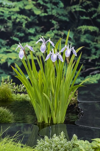 Amerikaanse lis / Iris versicolor