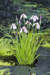 Roze lis klaar in vijvermand / Iris laevigata ‘Rose Queen’