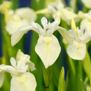 Witte Waterlis / Iris pseudacorus Alba