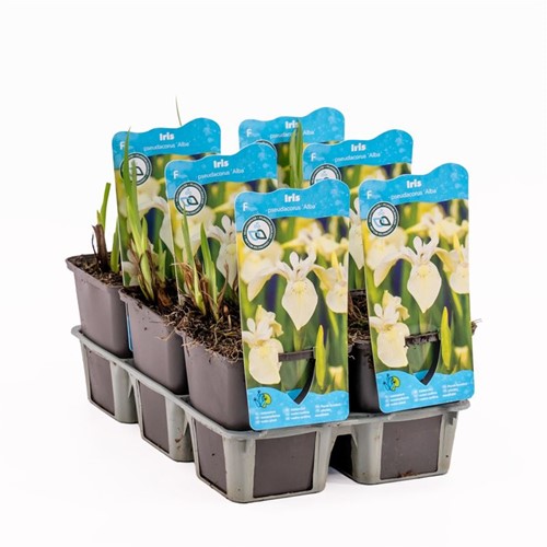 Witte Waterlis / Iris pseudacorus Alba-2