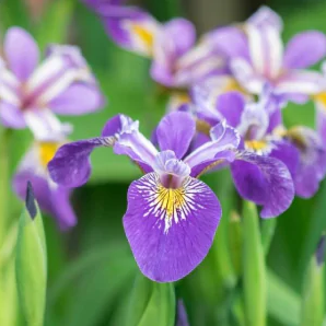 Blauwe Waterlis / Iris pseudacorus Blue