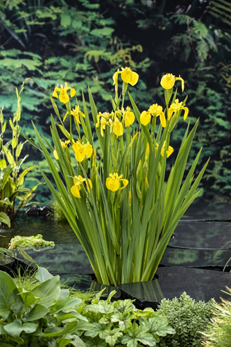 Gele lis / Iris Pseudacorus