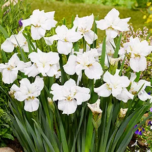 Siberische witte iris / Iris sibirica Not Quite White