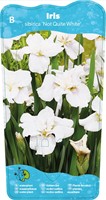 Siberische witte iris / Iris sibirica Not Quite White-2