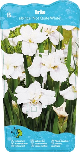 Siberische witte iris / Iris sibirica Not Quite White-2
