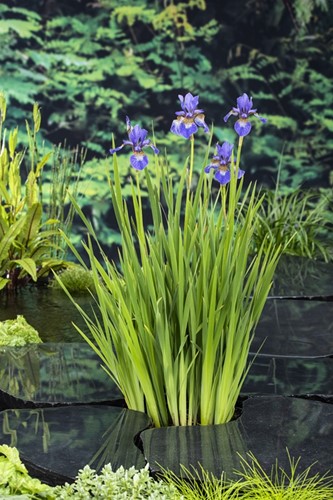 Amerikaanse lis / Iris versicolor
