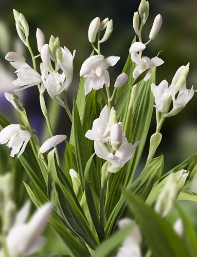Beekpunge/Veronica Beccabunga