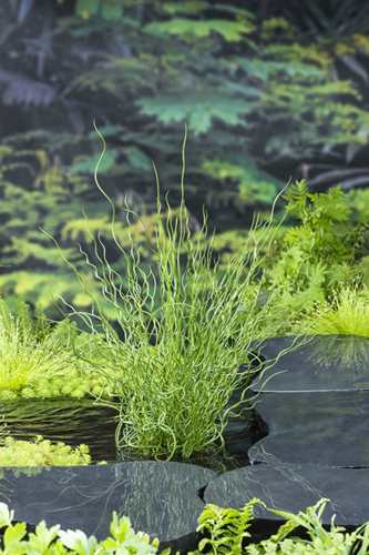 Krul pitrus / Juncus effusus ‘Spiralis’