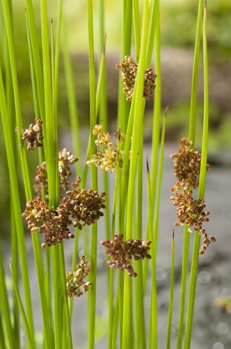 Pitrus / Juncus effusus