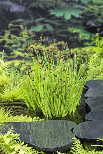 Dwergrus / Juncus ensifolius