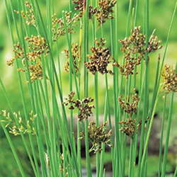 Zeegroene rus / Juncus inflexus