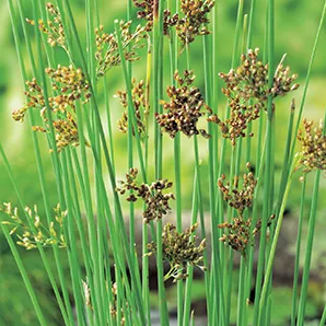 Zeegroene rus / Juncus inflexus