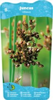Zeegroene rus / Juncus inflexus-2