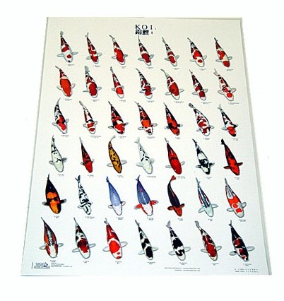 Koiposter Nr.1 Gelamineerd - 68 x 90 cm