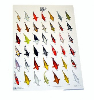 Koiposter Nr.2 Gelamineerd - 68 x 90 cm