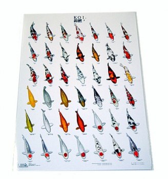 Koiposter Nr.3 Gelamineerd - 68 x 90 cm