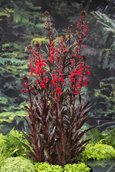 Waterlobelia / Lobelia cardinalis