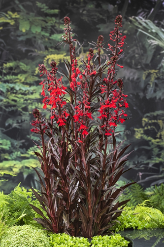Waterlobelia / Lobelia cardinalis