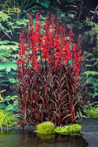 Rode Waterlobelia / Lobelia fulgens Queen Victoria