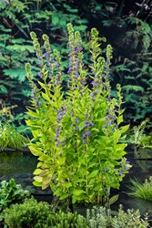 Waterlobelia / Lobelia siphilitica