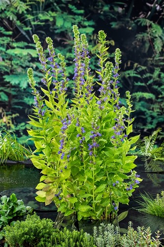 Waterlobelia / Lobelia siphilitica