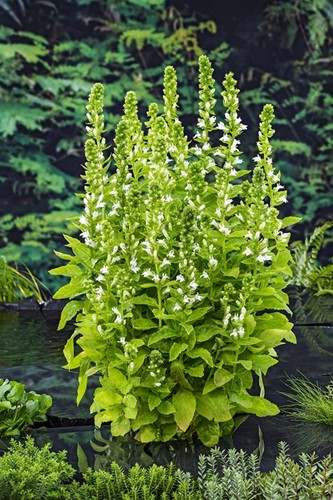 Waterlobelia / Lobelia syphilitica ‘Alba’