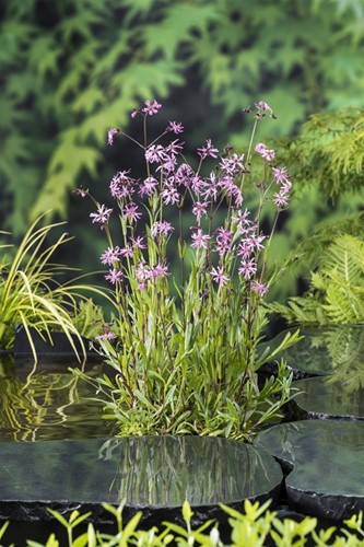 Echte koekoeksbloem / Lychnis flos-cuculi