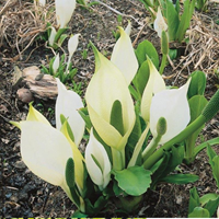 Witte moerasaronskelk / Lysichiton camtschatcensis
