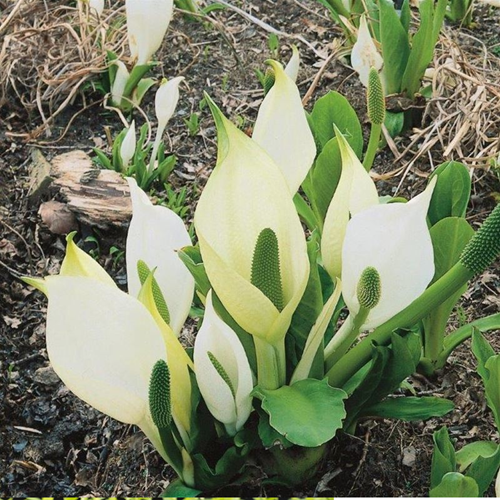 Witte moerasaronskelk / Lysichiton camtschatcensis