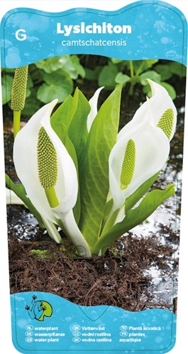 Witte moerasaronskelk / Lysichiton camtschatcensis-2